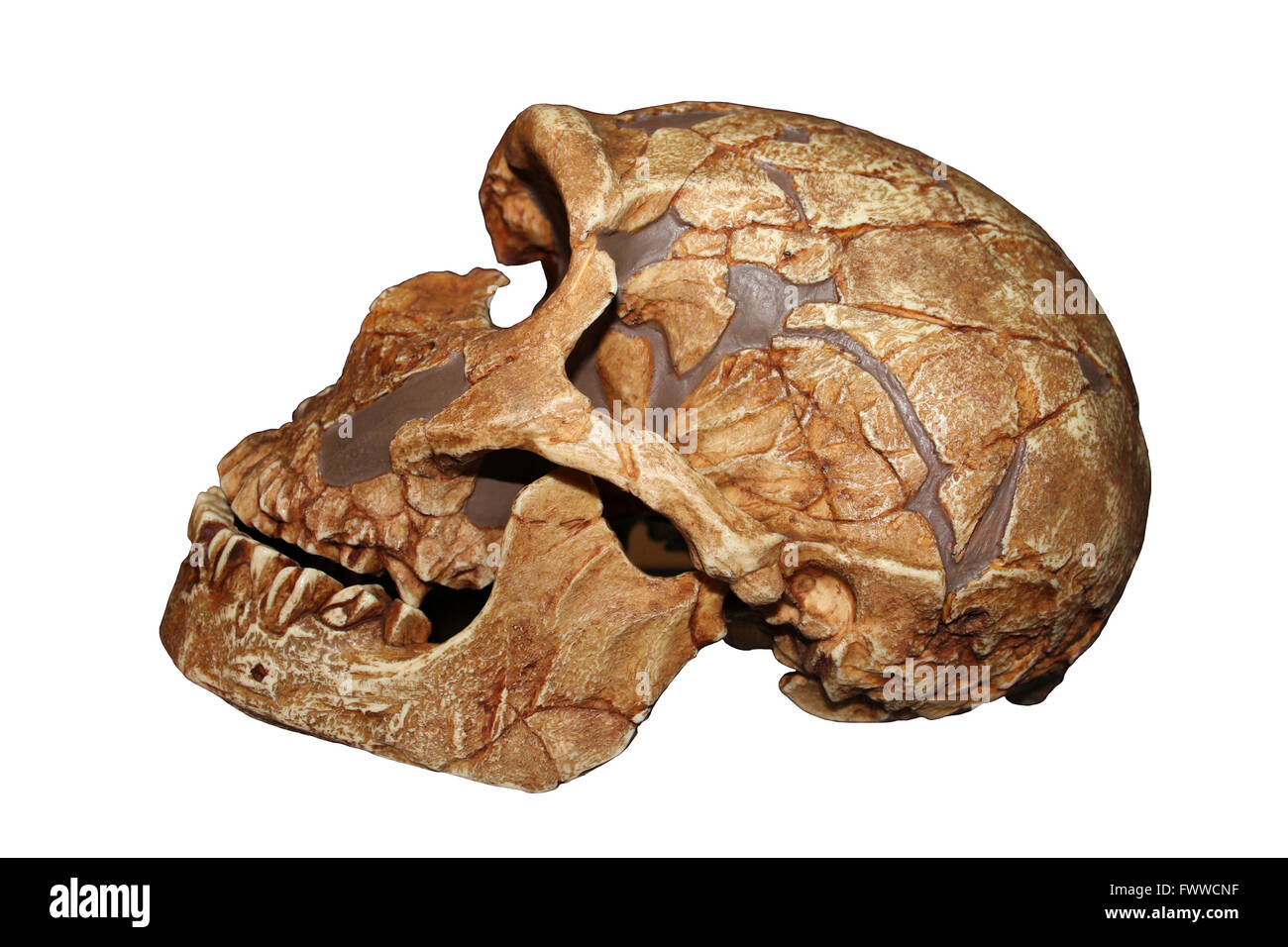La Ferrassie Homo Neanderthalensis Schädel Stockfoto