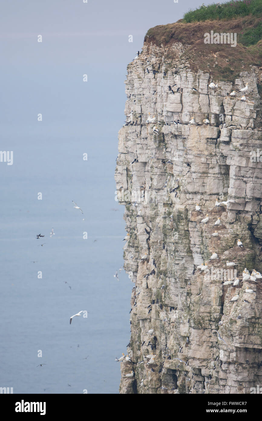 Ansicht von nistenden Seevögel-Kolonien auf steilen Klippen am Bempton, East Yorkshire, UK Stockfoto