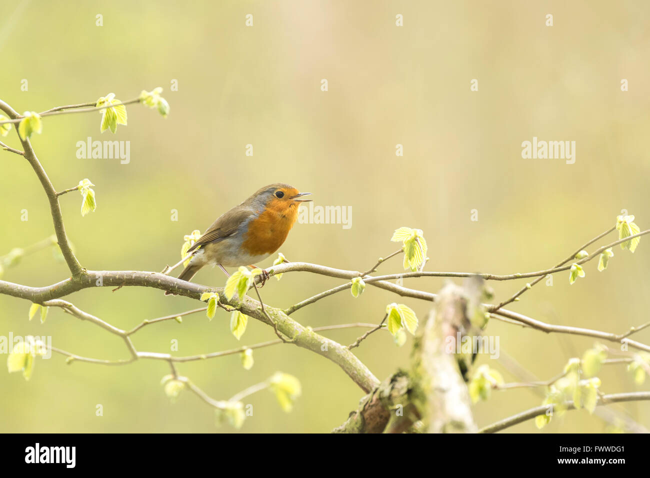 Rotkehlchen (Erithacus Rubecula) singen in der Sonne Strahlen Sonnenlicht während der Brutzeit im Frühling. Stockfoto