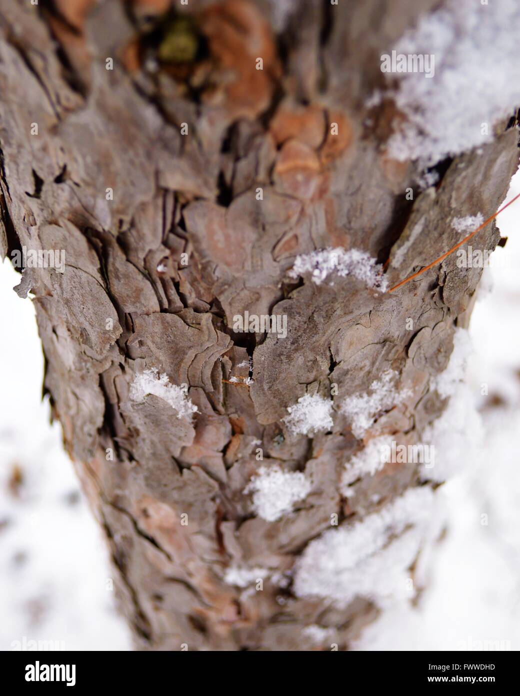 nach unten gerichtete Blick auf den Stamm einer Kiefer nach einen frühen Frühling Schneesturm Stockfoto
