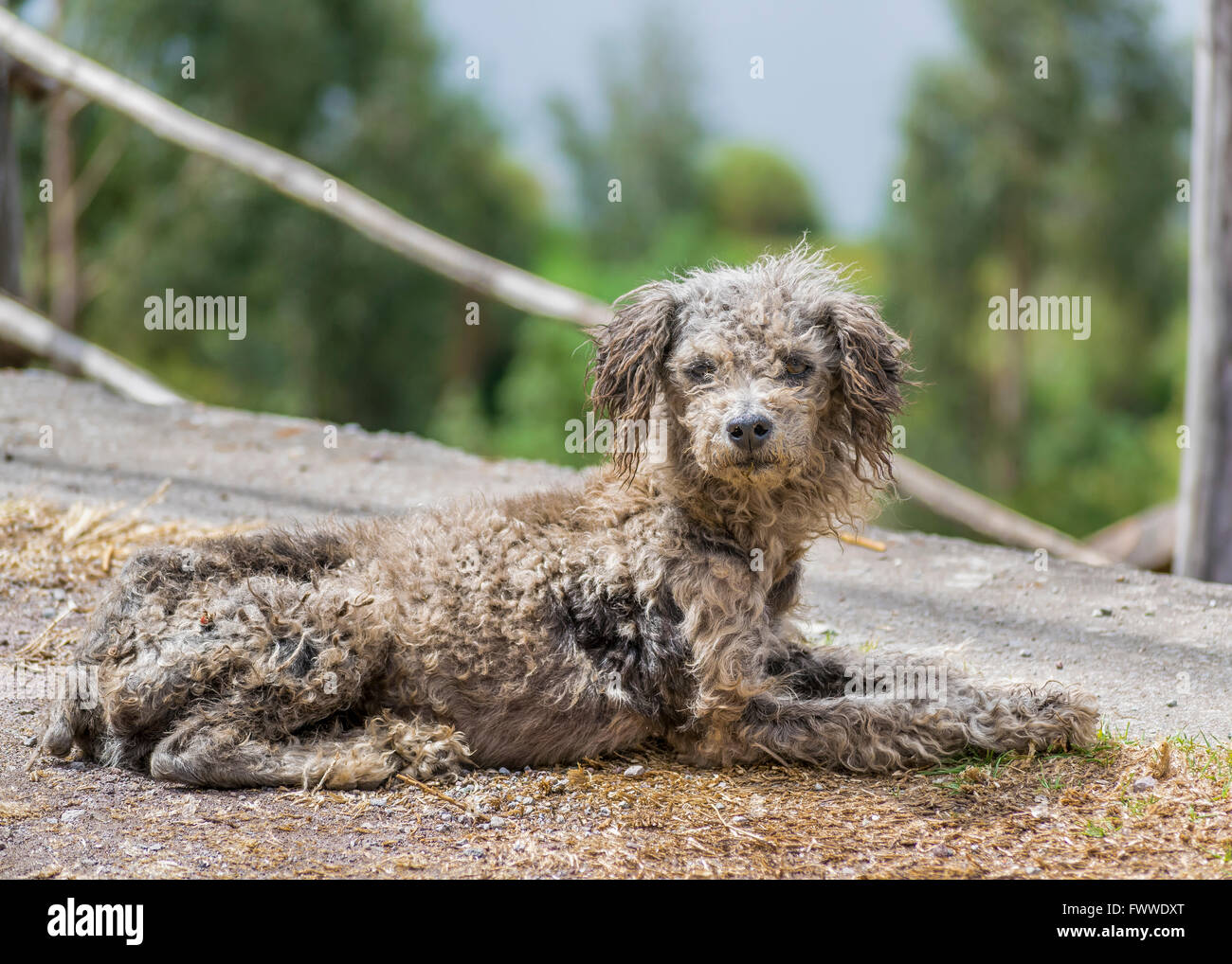 Schöne ungepflegt Erwachsenen Straßenhund sitzt an der Seite der Straße in den Außenseiten der Stadt Otavalo Stockfoto