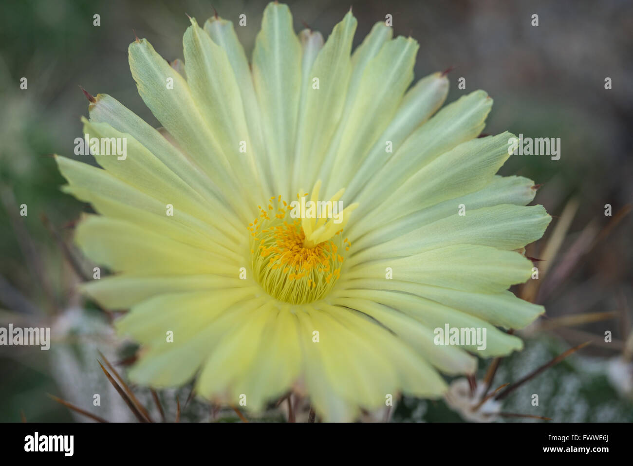 Astrophytum Ornatum Kaktusblüte hautnah Stockfoto