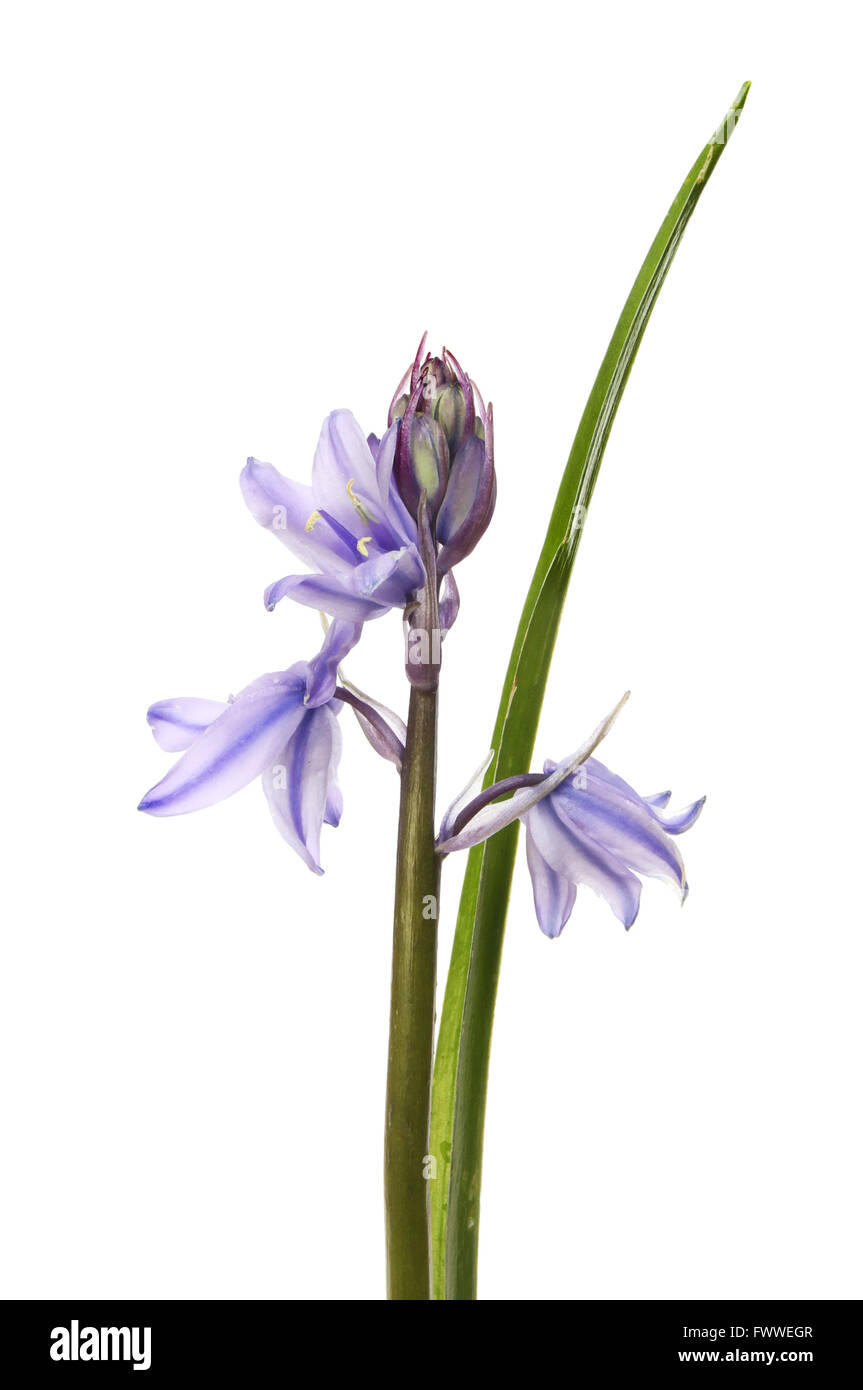 Nahaufnahme von Bluebell Blumen und isoliert gegen weiße Blatt Stockfoto