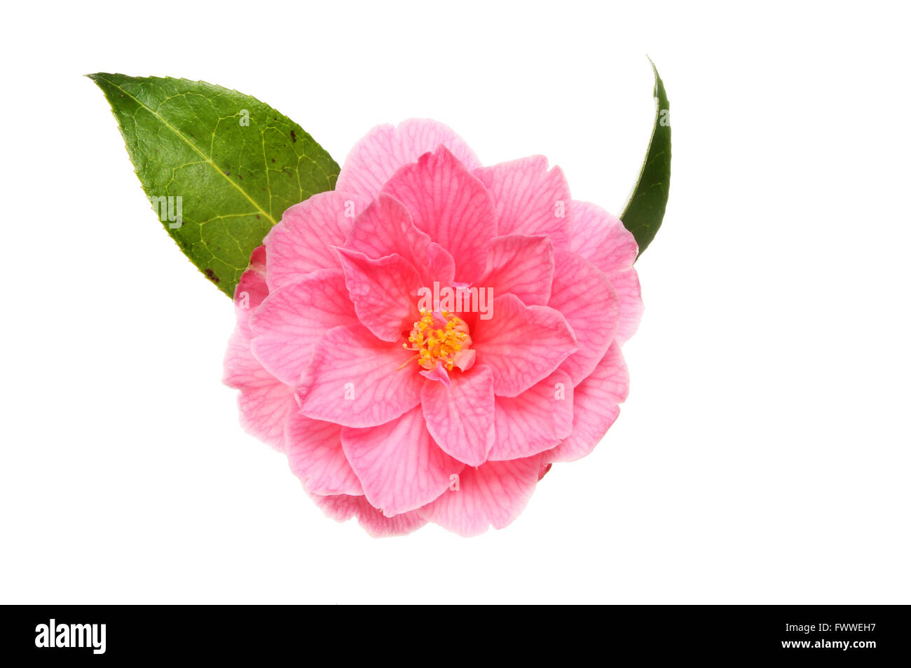 Rosa Kamelie und isoliert gegen weiße Blätter Stockfoto