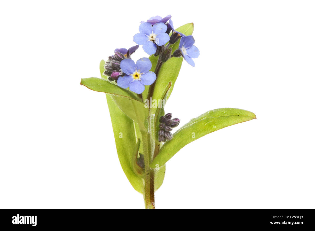 Nahaufnahme Vergissmeinnicht, Boranginaceae, Blumen und Laub Stockfoto