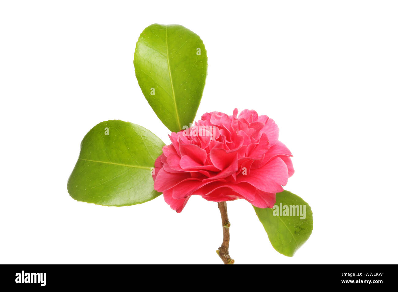 Rüschen rote Kamelie und glänzenden immergrünen Blätter isoliert gegen weiß Stockfoto