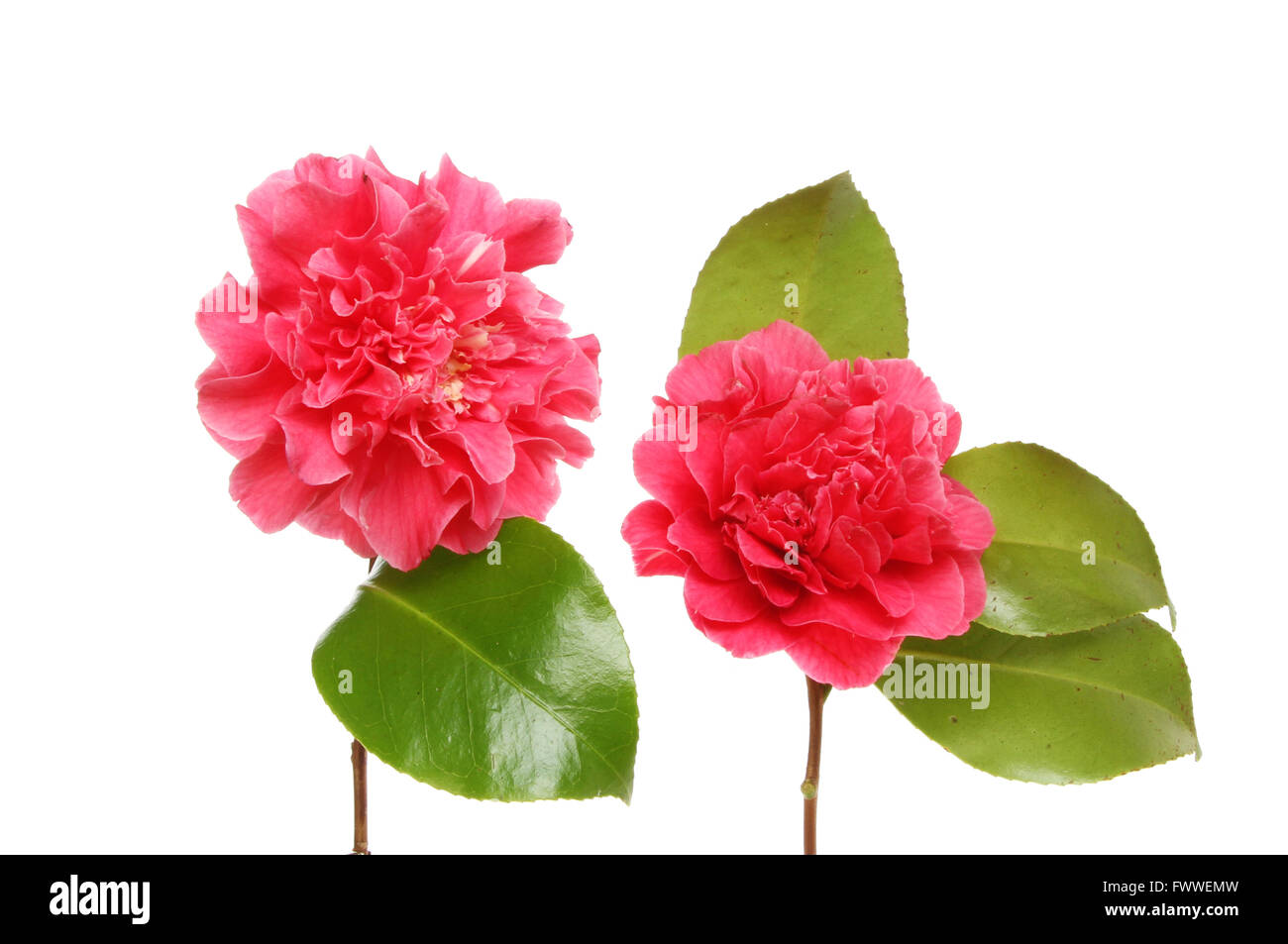 Zwei rote Kamelie und immergrünen Blätter isoliert gegen weiß Stockfoto