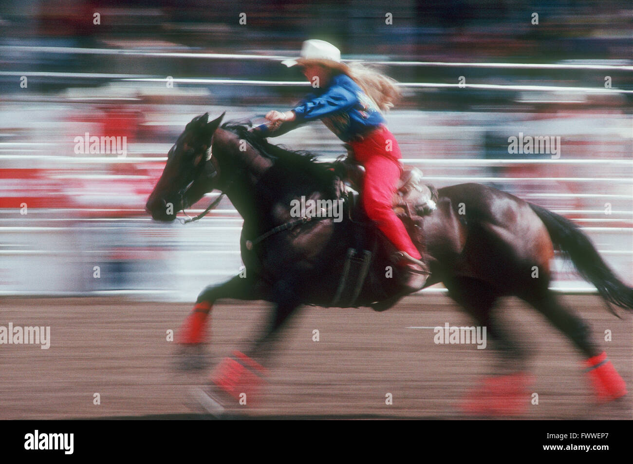 Barrel Racing bei der Calgary Stampede, Calgary, Alberta, Kanada Stockfoto