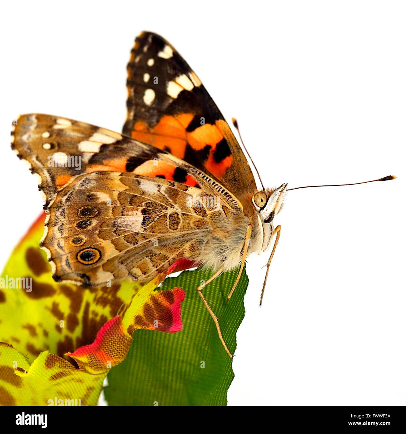 Schmetterling auf dem Stoff. Makro-Aufnahmen. Stockfoto