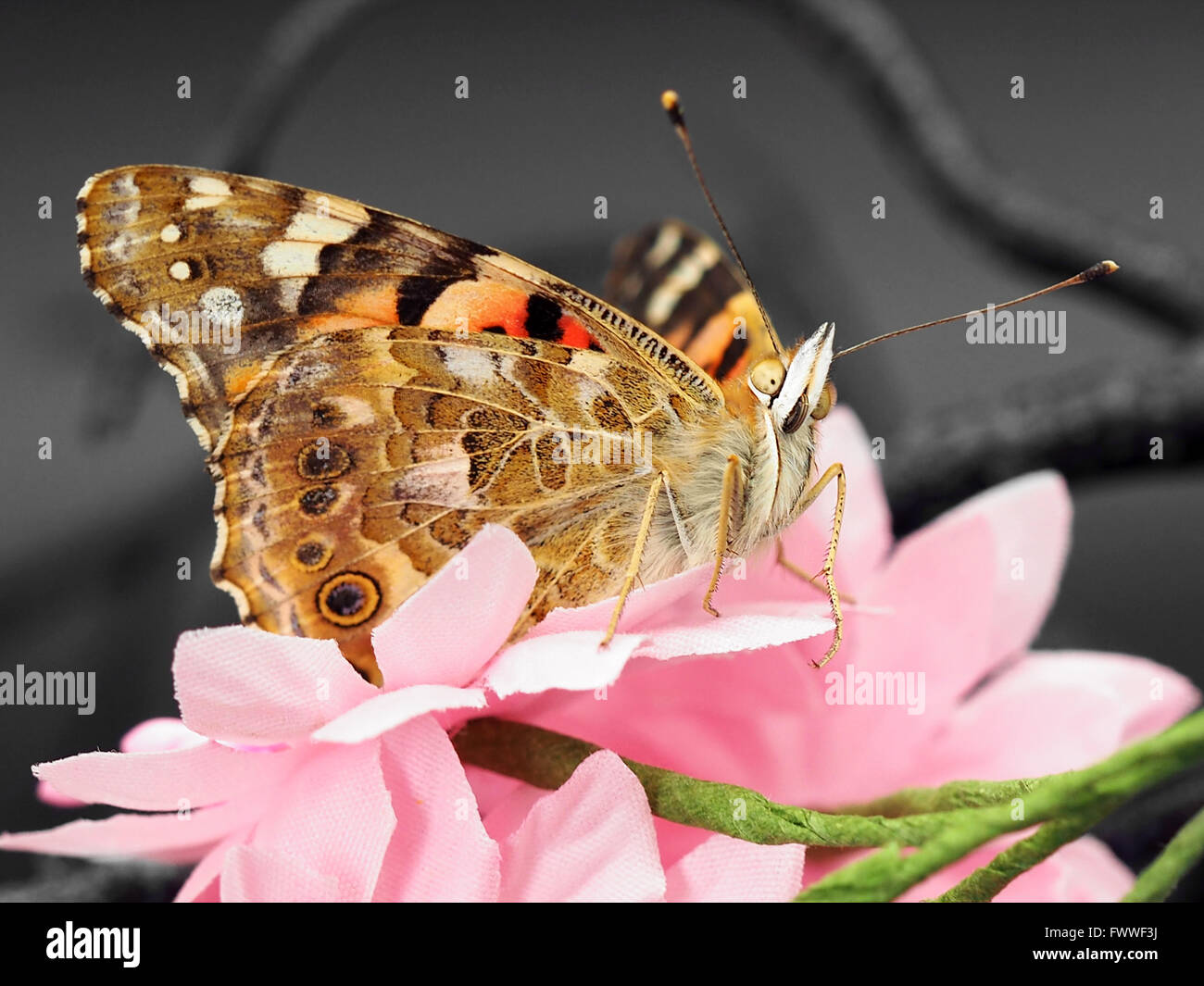 Schmetterling auf rosa Kunstblumen. Makro-Aufnahmen. Stockfoto