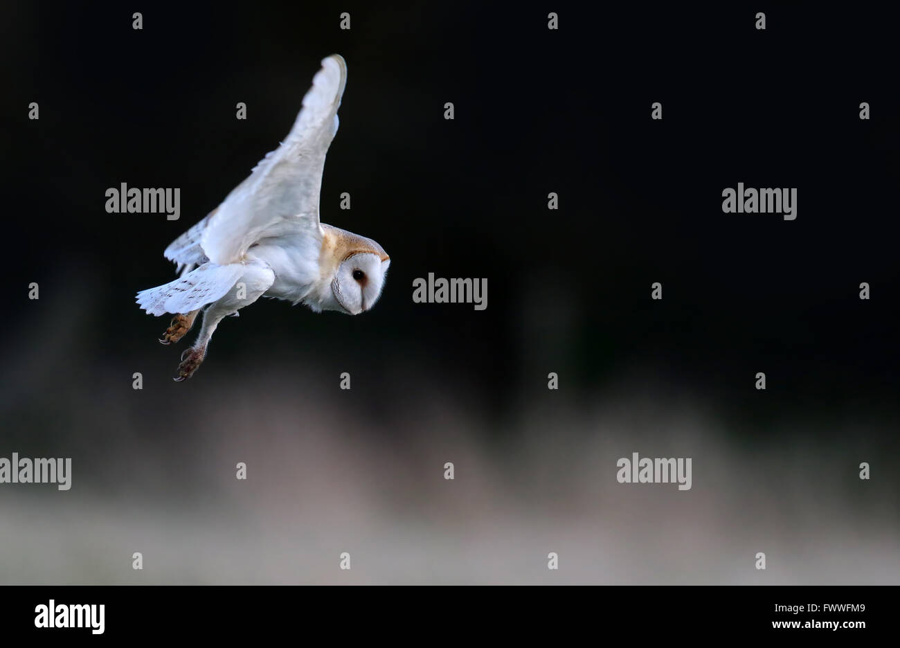 Wild-Schleiereule (Tyto Alba) im Flug. Im Vereinigten Königreich übernommen. Nicht Gefangener Vogel. Stockfoto