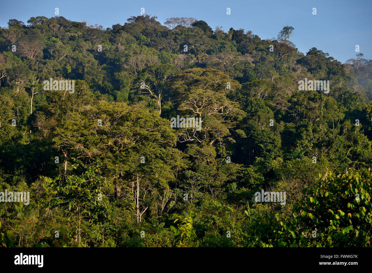 Amazonas-Regenwald, Itaituba Bezirk, Pará, Brasilien Stockfoto