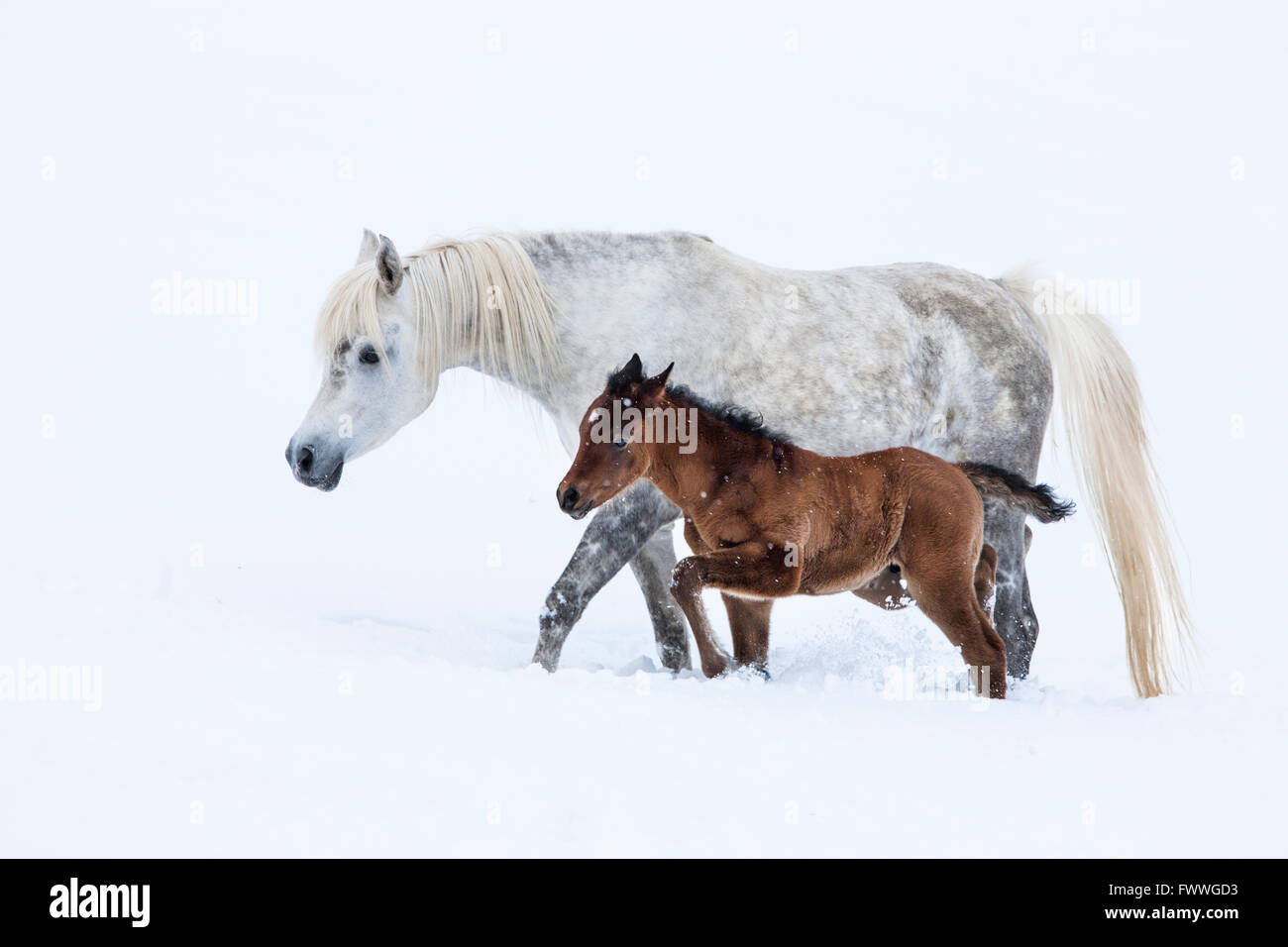Reinrassige Araber, Stute mit Fohlen im Schnee, grau, Tirol, Österreich Stockfoto