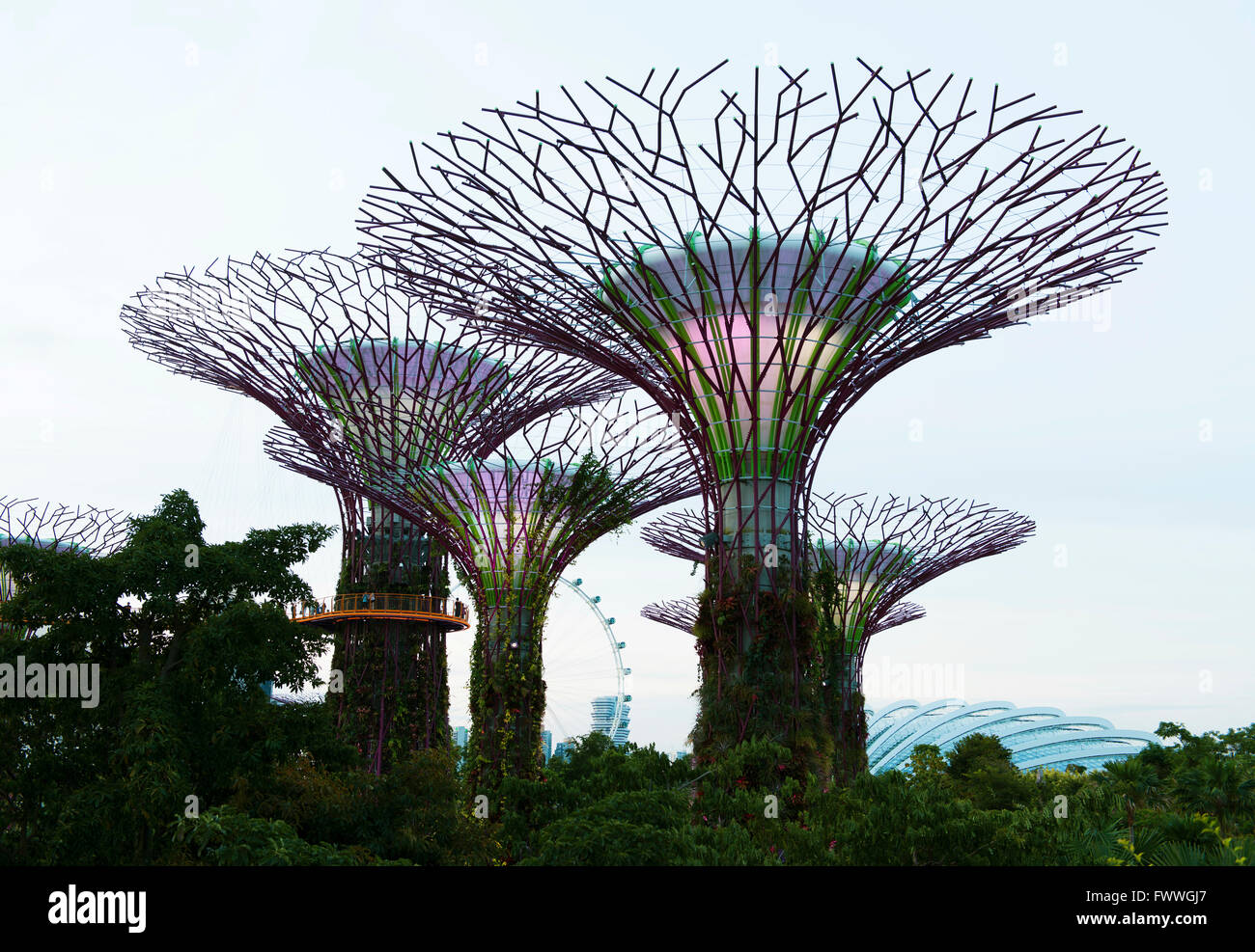 Supertrees in Singapur, Gardens by the Bay, Singapur Stockfoto