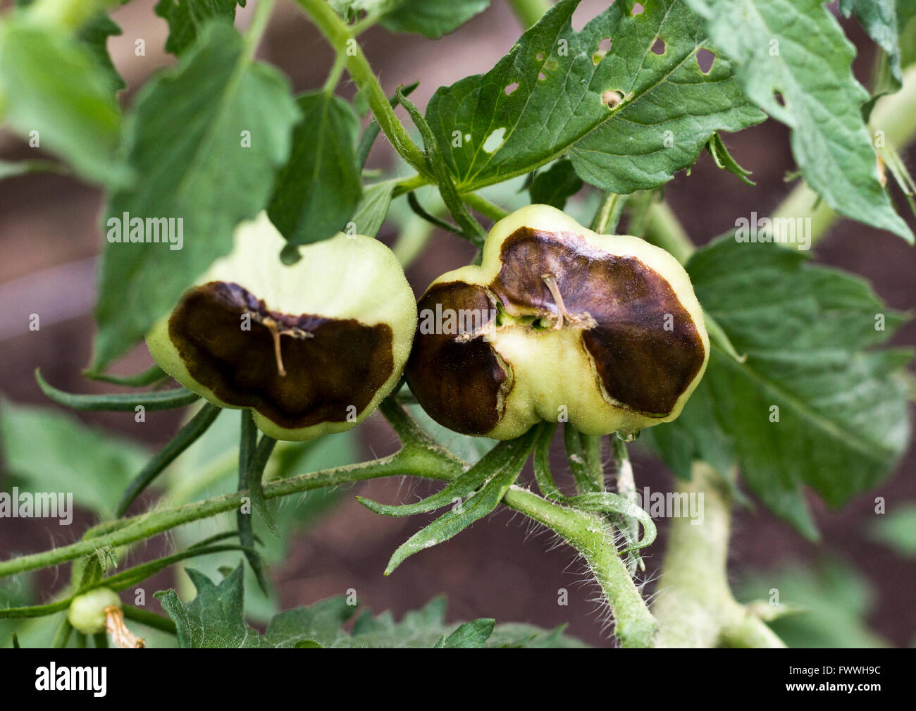 Pilzartige Krankheit, die Auswirkungen auf die unteren Haut von einer wachsenden Tomatenfrucht Stockfoto