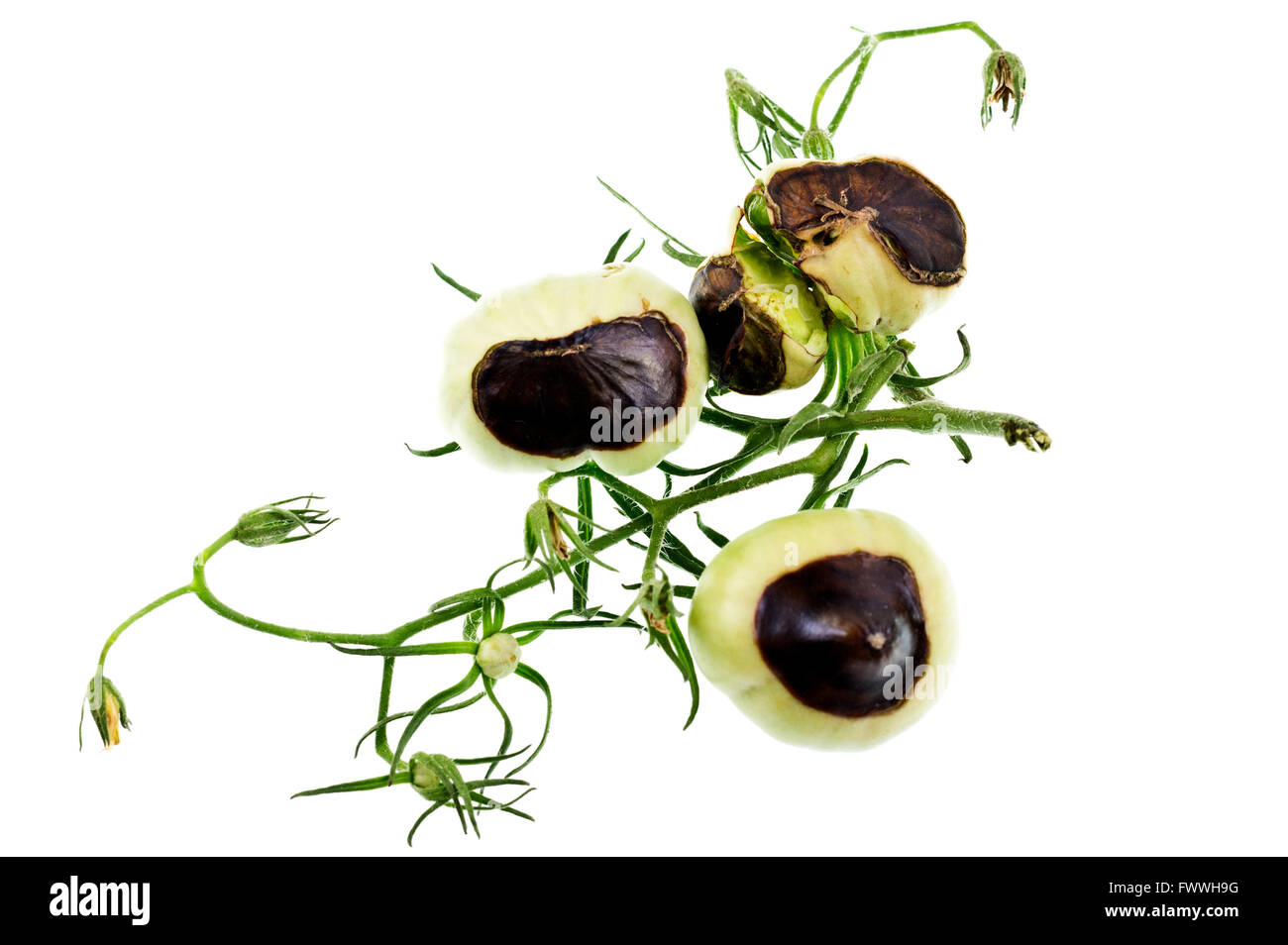 Pilzartige Krankheit, die Auswirkungen auf die unteren Haut von einer wachsenden Tomatenfrucht Stockfoto