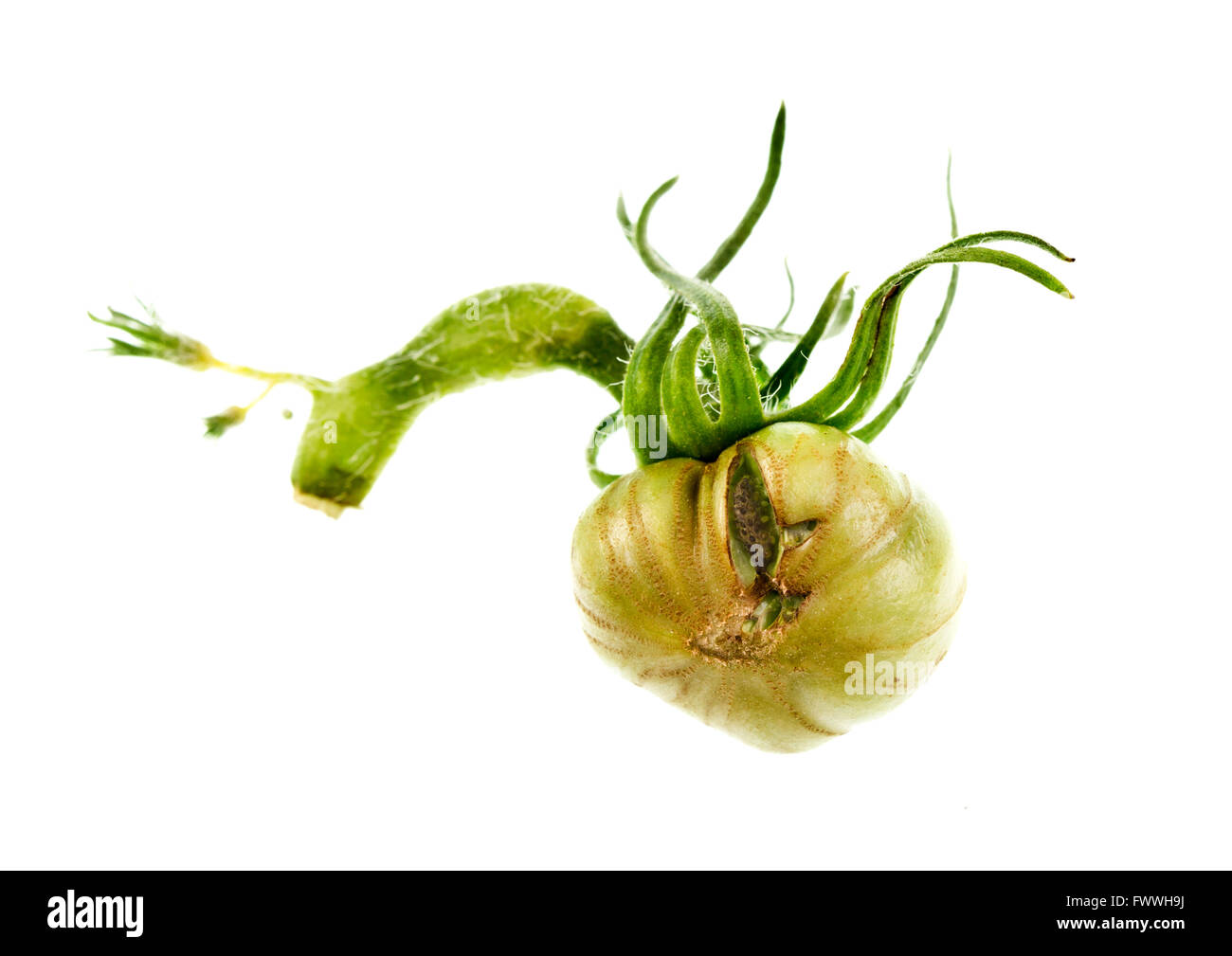 Blattlaus Insekten saugen, von einem jungen Tomatenfrucht Stockfoto