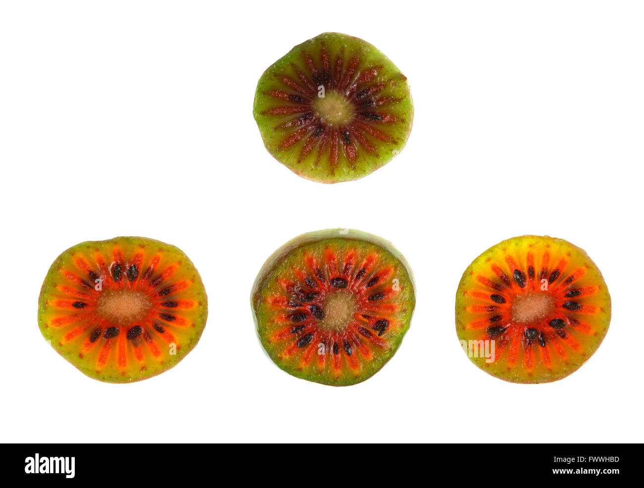 Scheiben der roten Hardy Kiwi (Schnitt Mischpflanzungen), eine mehrjährige Rebe produziert eine kleine Frucht ähnelt die Kiwifrucht Stockfoto