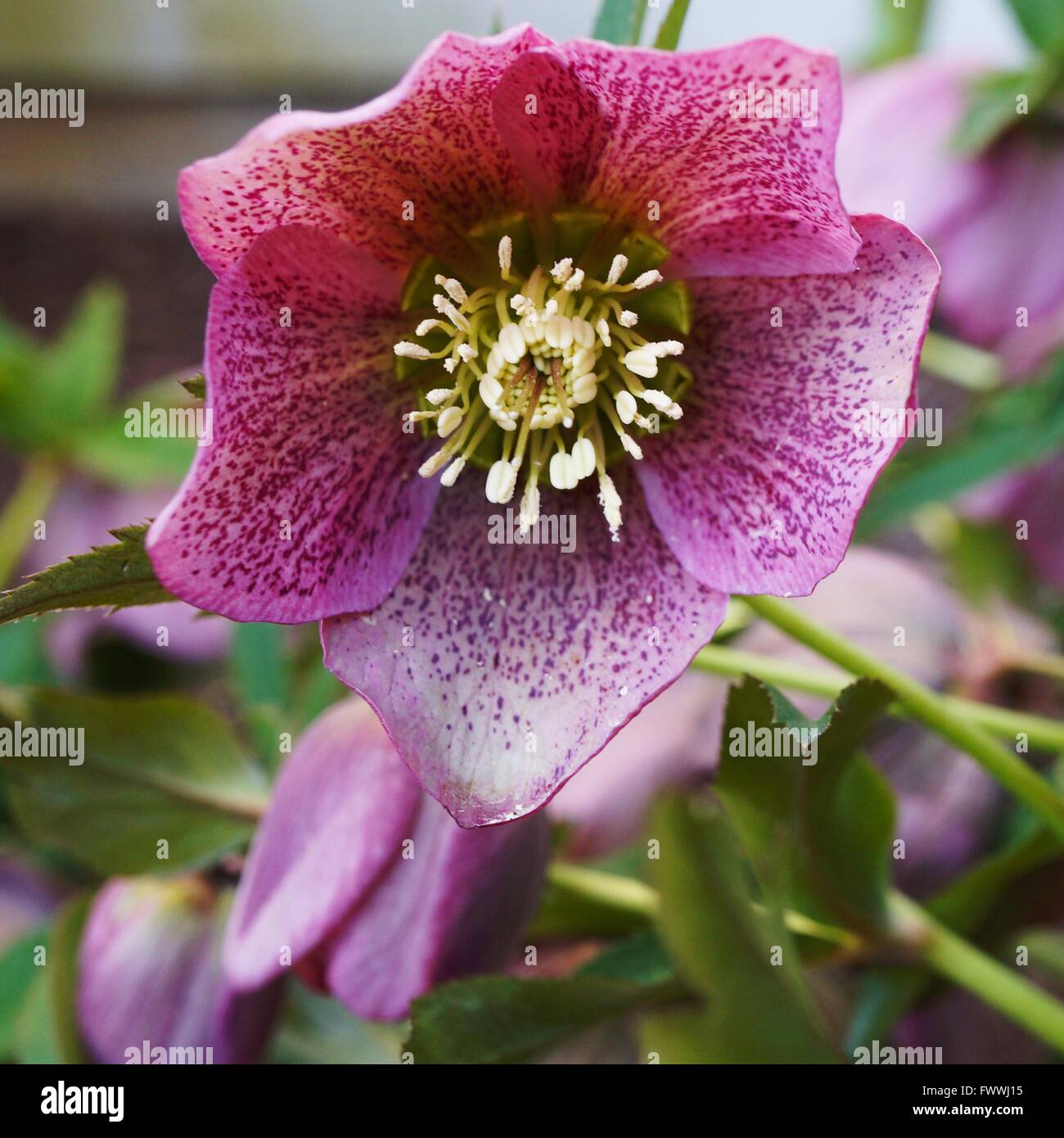 Lila Blume der Helleborus-Hybridus (Weihnachten oder Fastenzeit Rose) Stockfoto