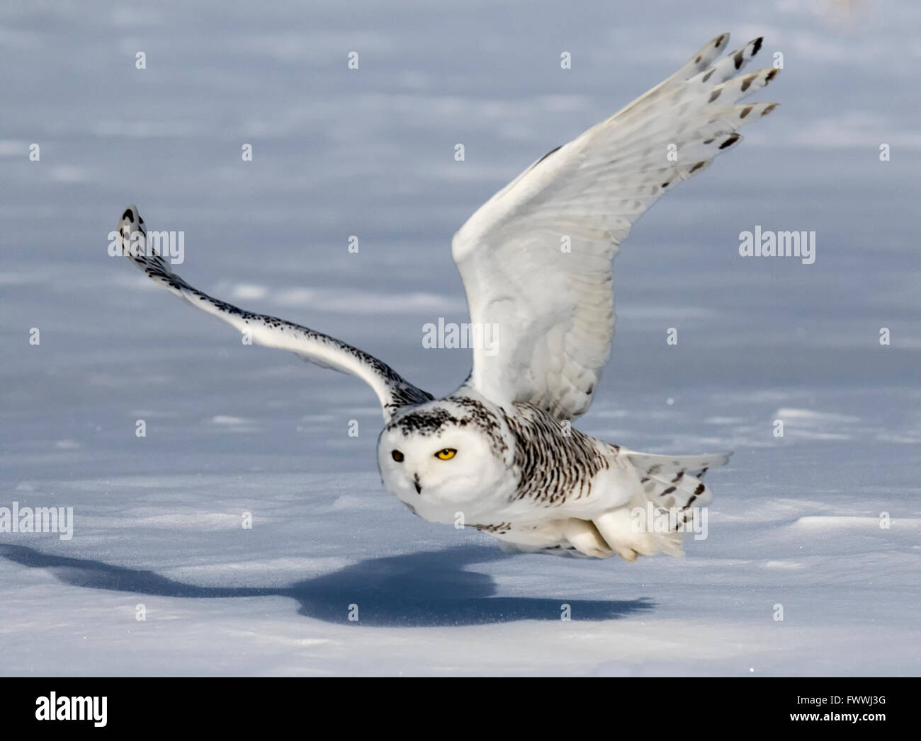 Schneeeulen sind atemberaubend schön im lautlosen Flug und in erbitterten Jagd Aktivität. Sie sind sehr stark mit scharfen Krallen und Schnabel. Stockfoto