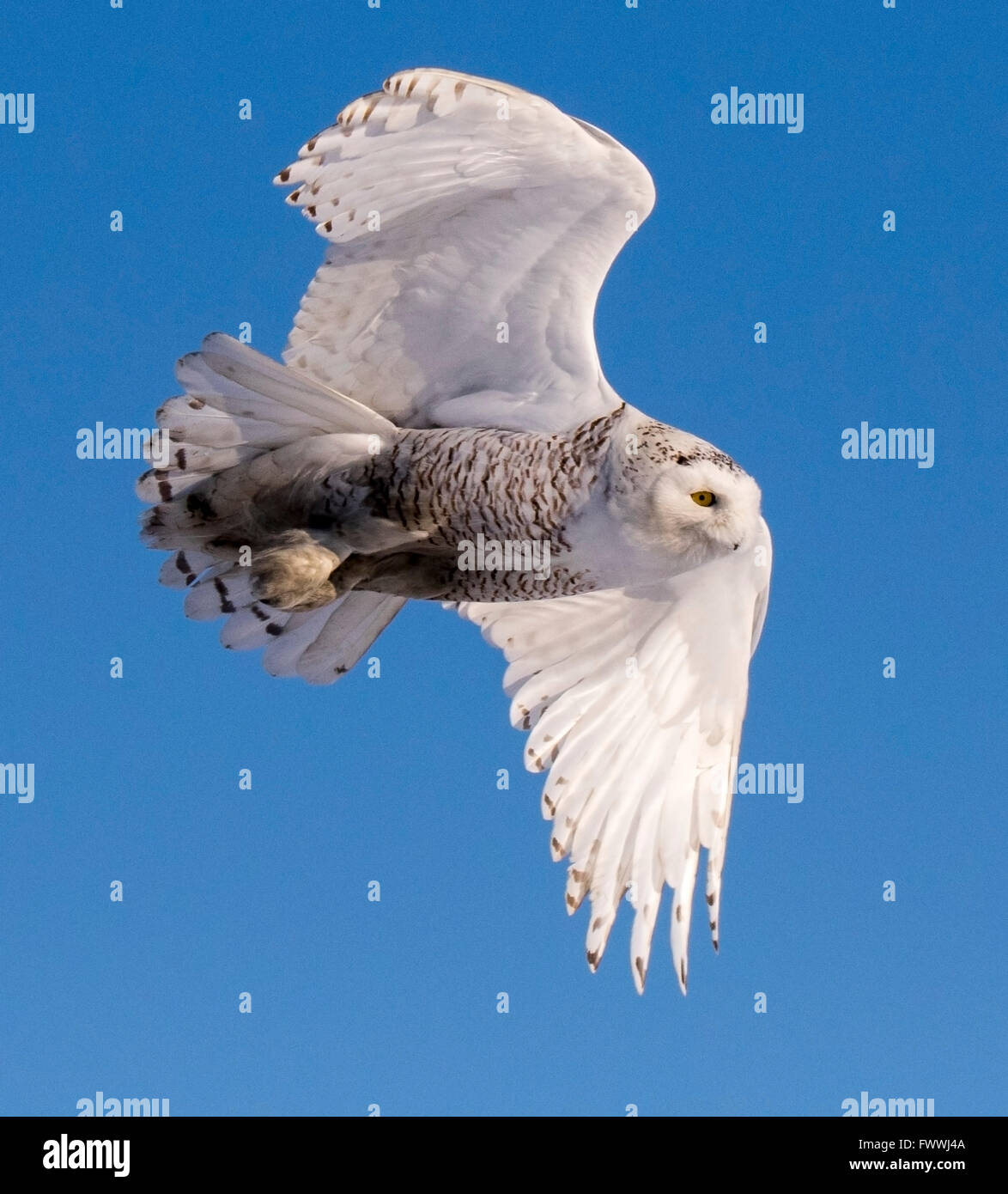 Schneeeule im Flug Stockfoto