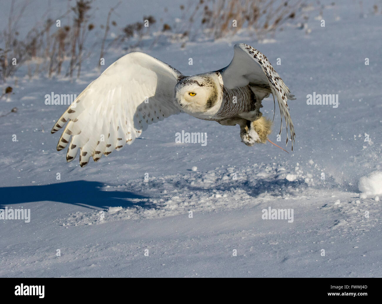Schneeeule fliegen mit Maus in Krallen Stockfoto