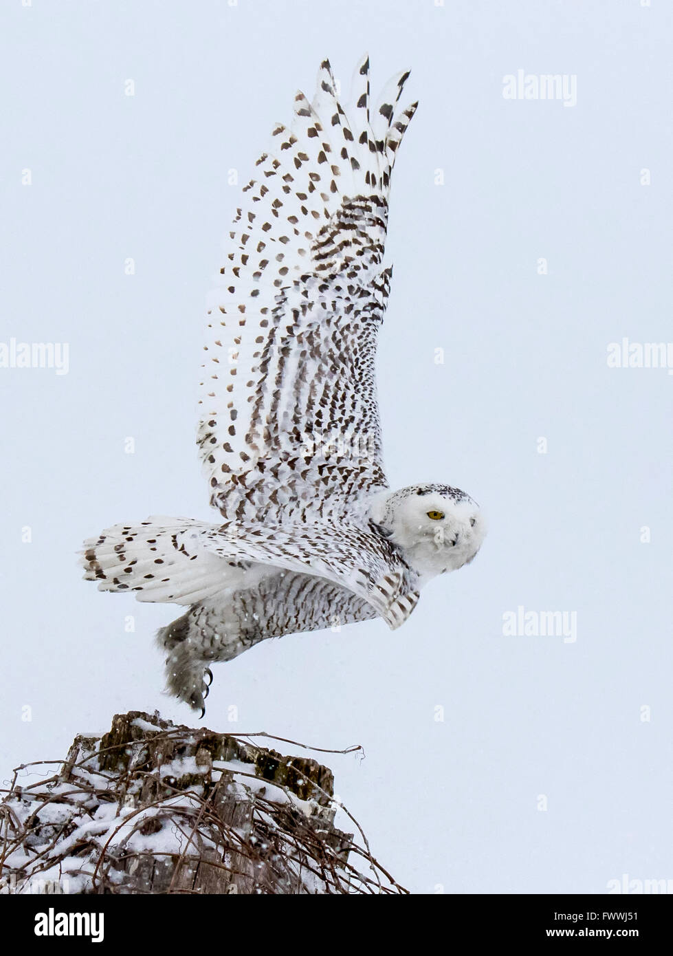 Schneeeule ausziehen aus Baumstumpf Stockfoto