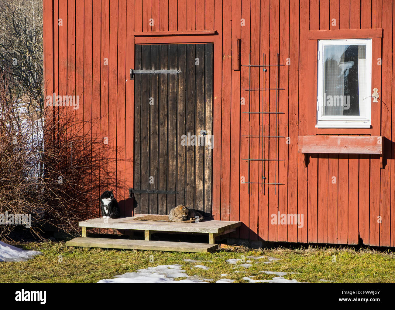 Katzen genießen die Frühlingssonne, Schweden Stockfoto