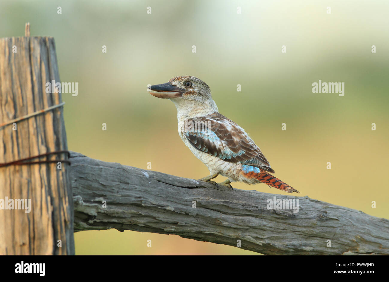 Ein Blue-winged Kookaburra - Dacelo Leachii - thront auf einem alten Holz-Zaun. Stockfoto