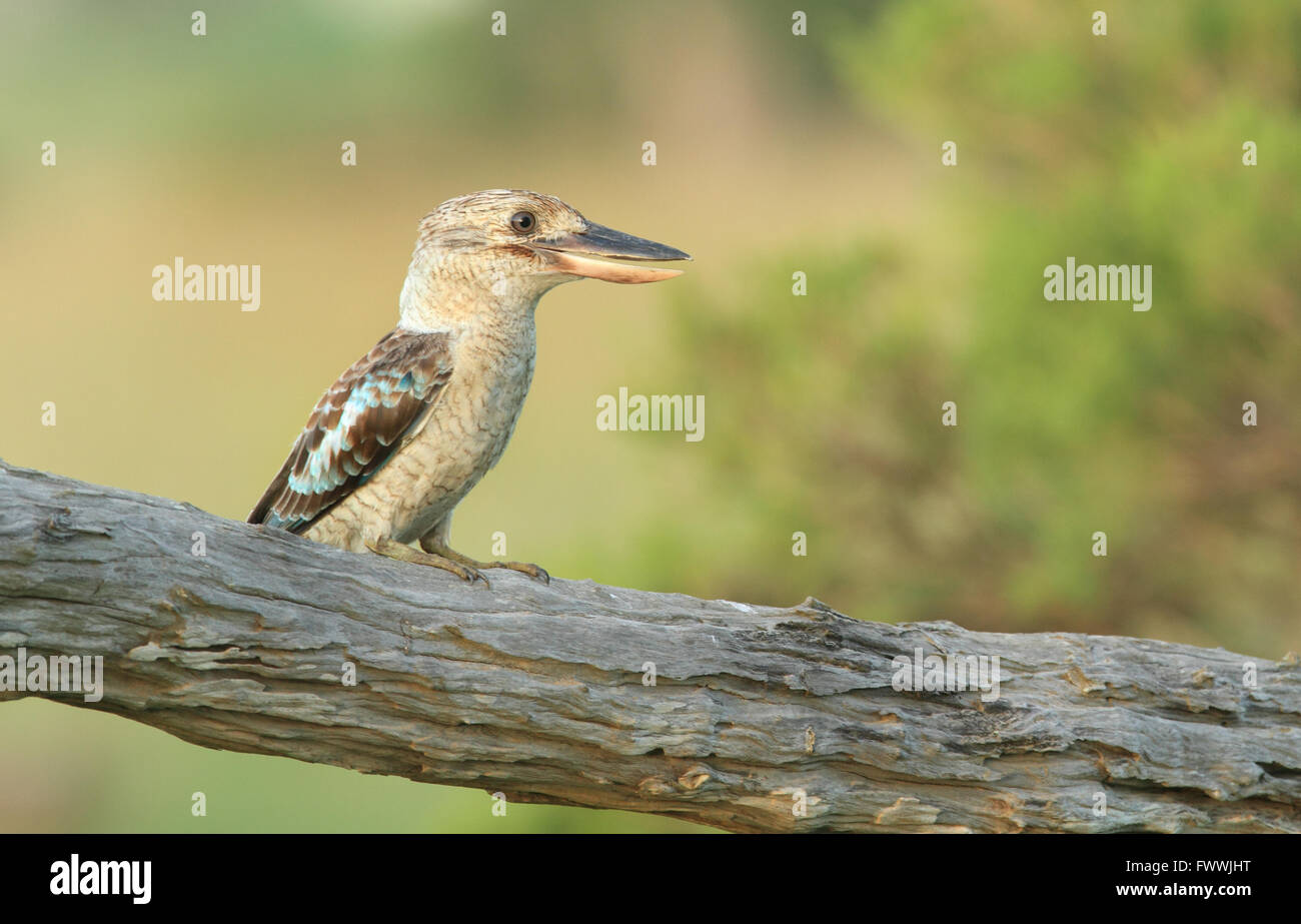Ein Blue-winged Kookaburra - Dacelo Leachii - thront auf einem alten Holz-Zaun-Post. Stockfoto