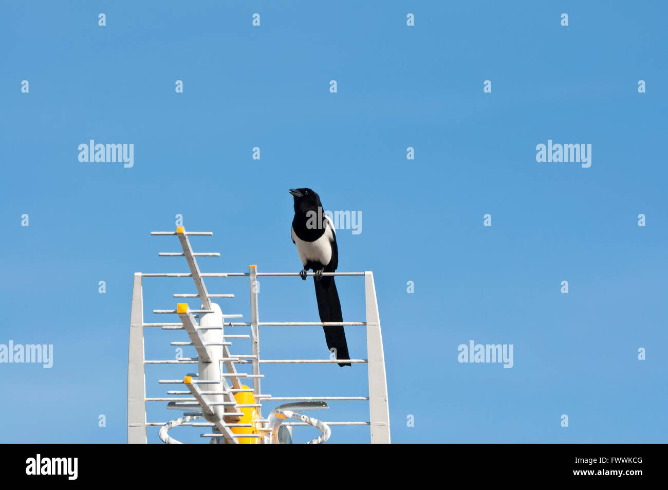 Europäische Elster, Pica Pica, auf eine TV-Antenne Stockfoto