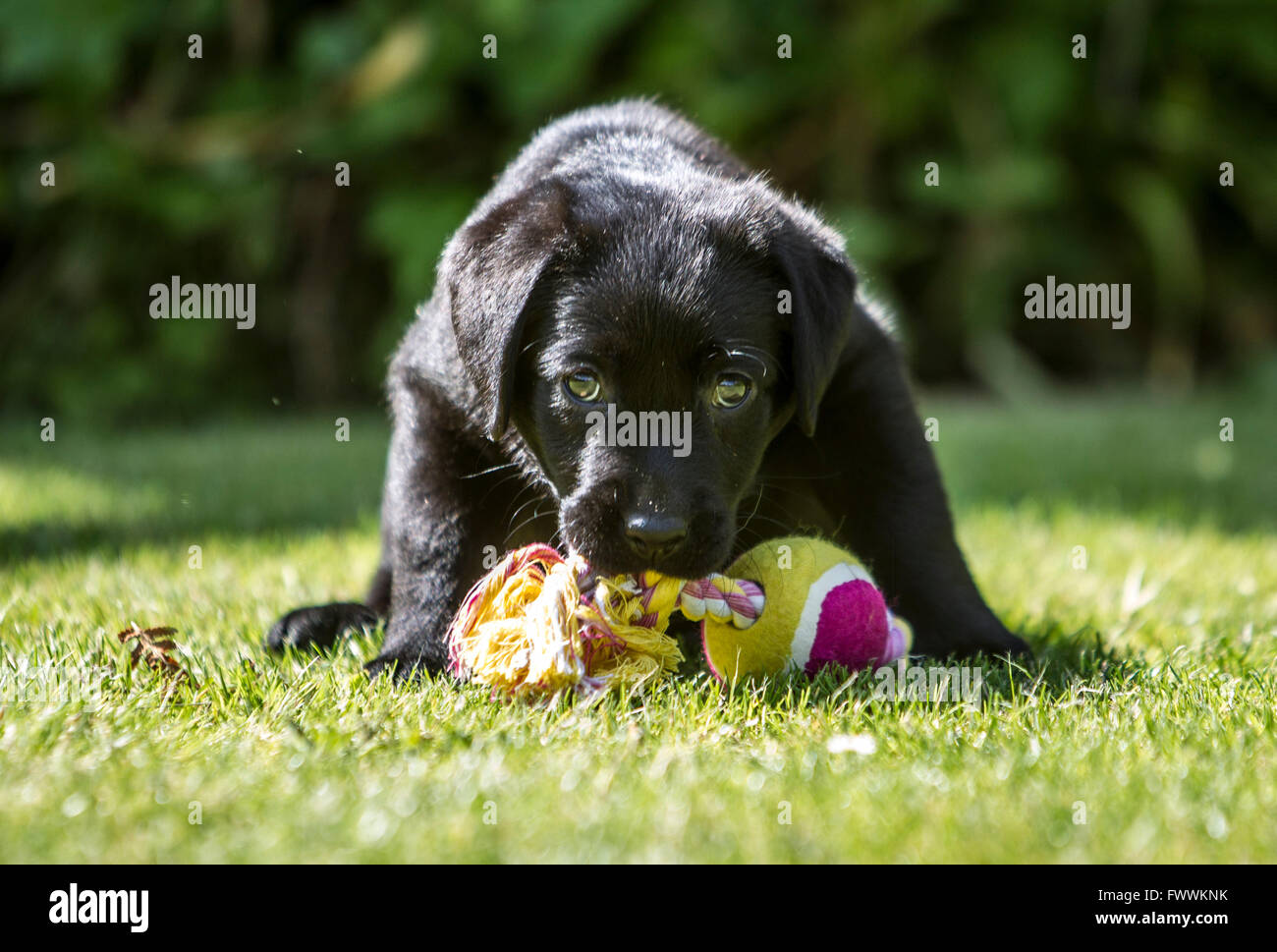 Schwarze Labrador Welpen genießen Sonnenschein Stockfoto