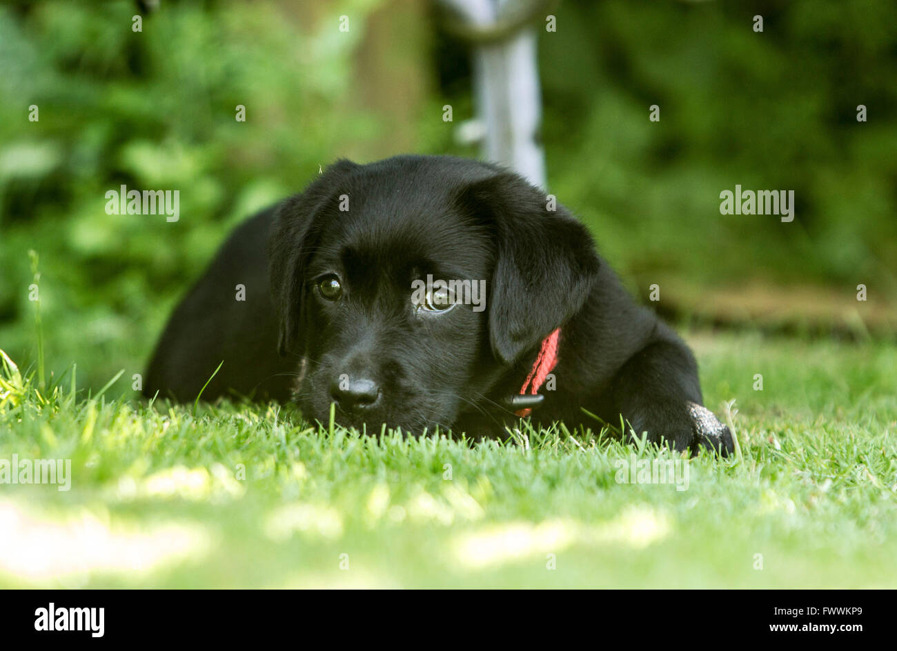 Schwarze Labrador Welpen genießen Sonnenschein Stockfoto