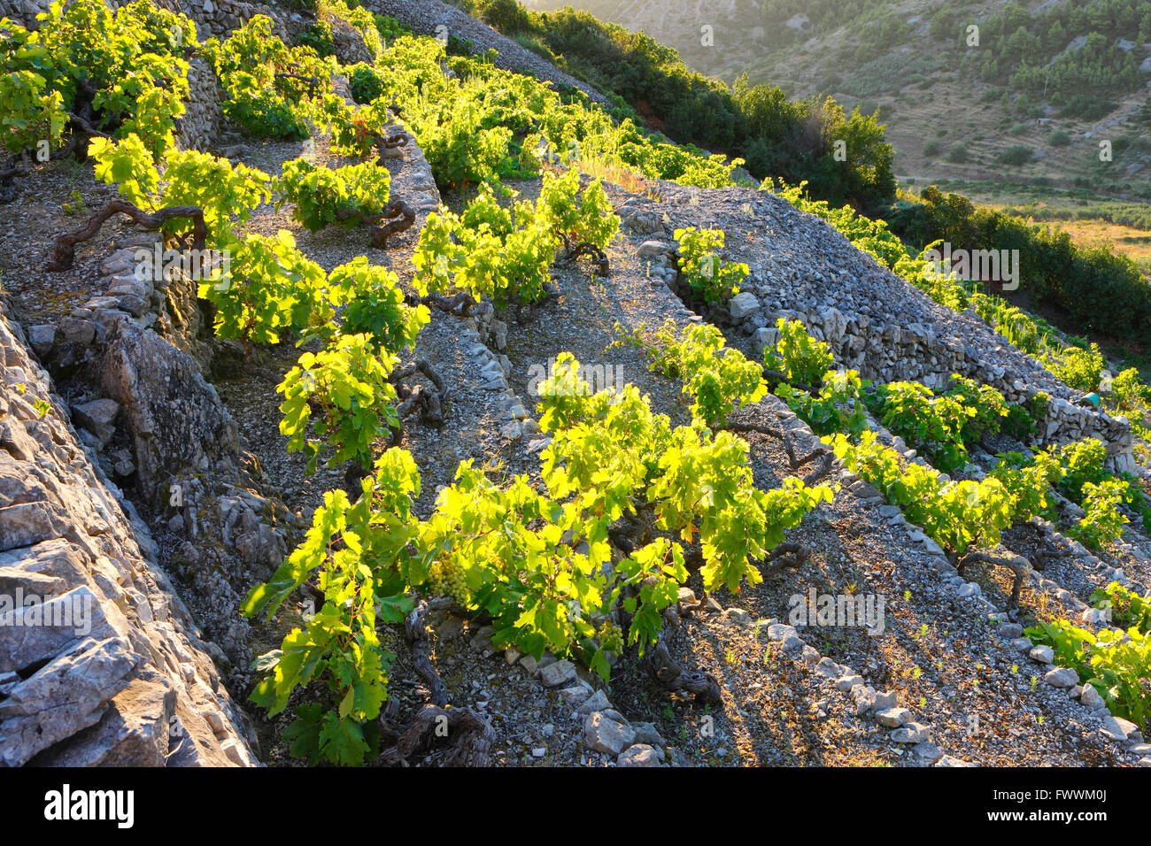 Weinberg an einem steilen Hang, Insel Vis, Dalmatien - Kroatien. Stockfoto