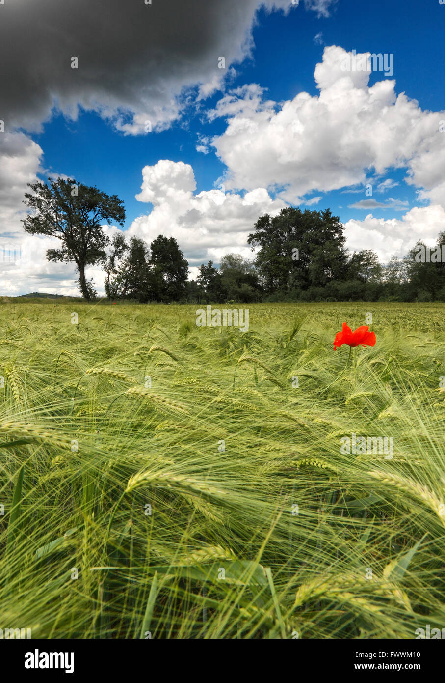 Grünes Weizenfeld mit Mohn an einem bewölkten Tag Stockfoto