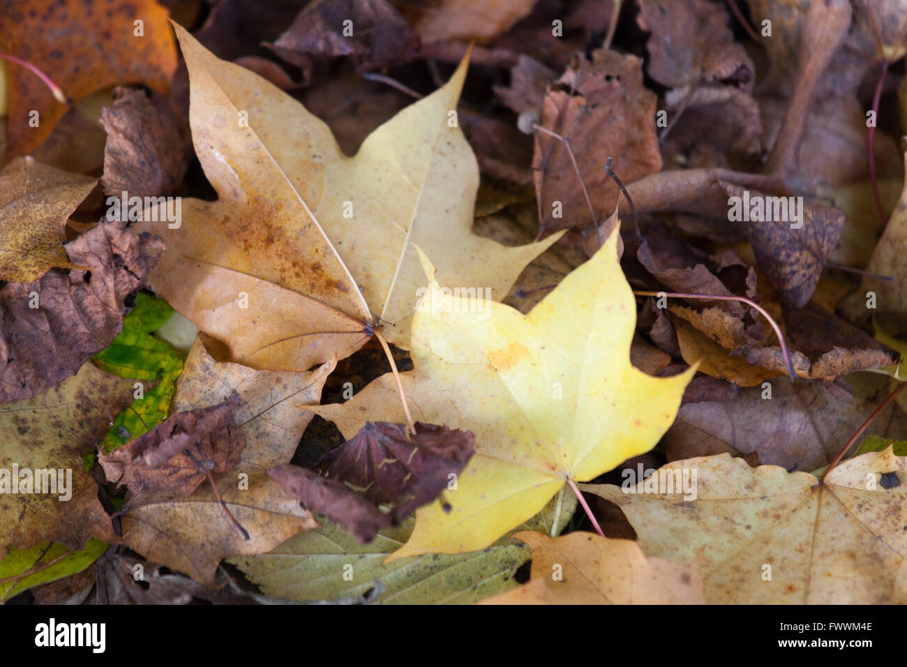 Herbstfarben in VAlley Gardens, Harrogate, North Yorkshire, Großbritannien Stockfoto