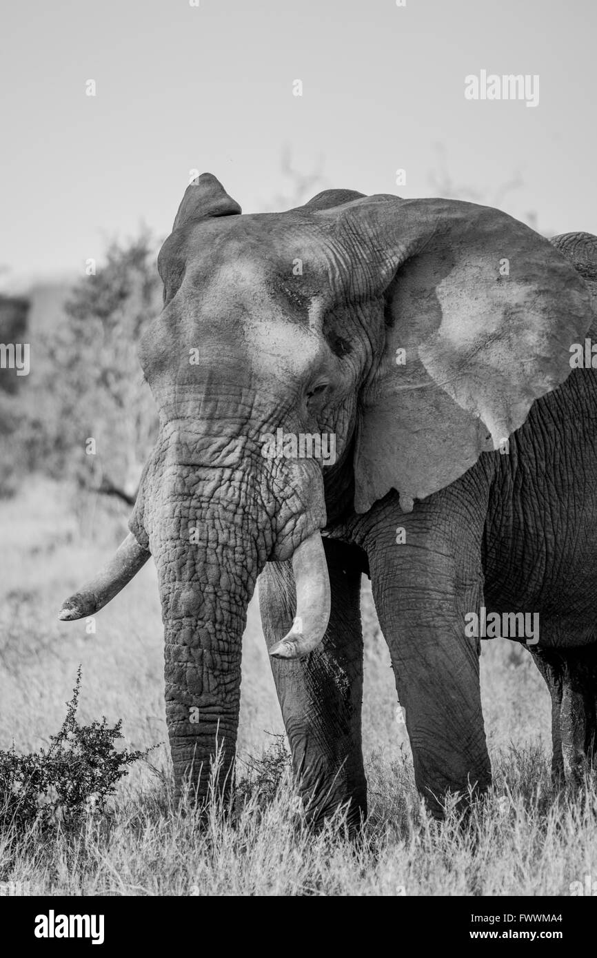 Afrikanischer Elefant in schwarz und weiß in den Kruger National Park, Südafrika. Stockfoto