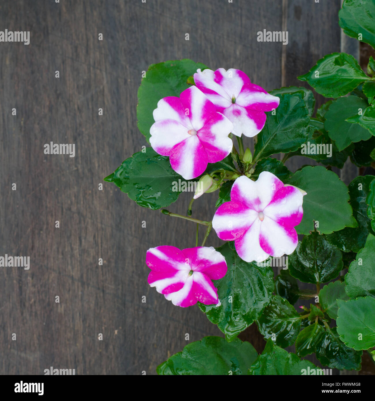 Impatiens-Blume auf hölzernen Hintergrund Stockfoto