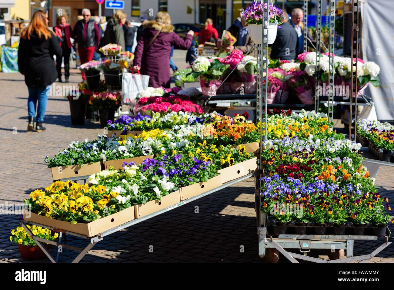 Simrishamn, Schweden - 1. April 2016: Markttag mit vielen Frühlingsblumen auf Verkauf. Stiefmütterchen in verschiedenen Farben auf dem Display. FOCU Stockfoto