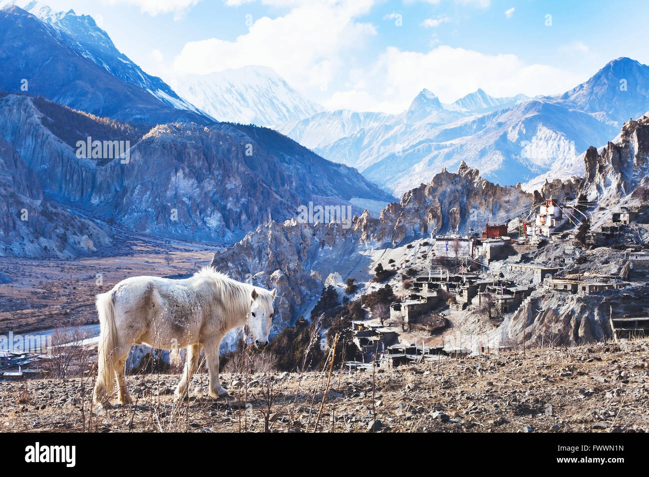 schöne Landschaft aus Nepal, Tibet, weißes Pferd und Berge des Himalaya, Annapurna Runde Stockfoto