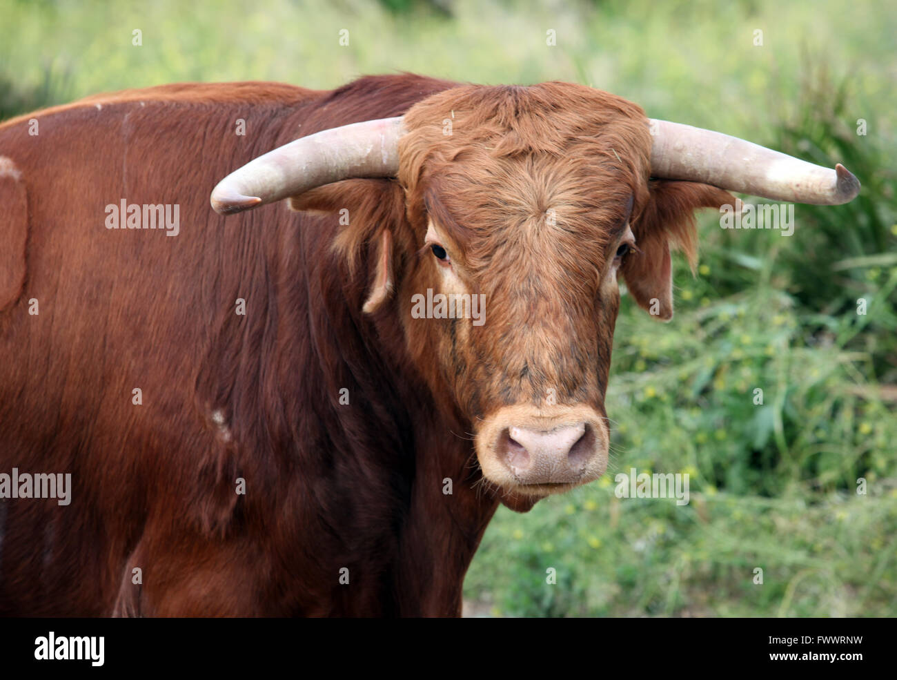 Bullen in dem Gebiet in Spanien Stockfoto