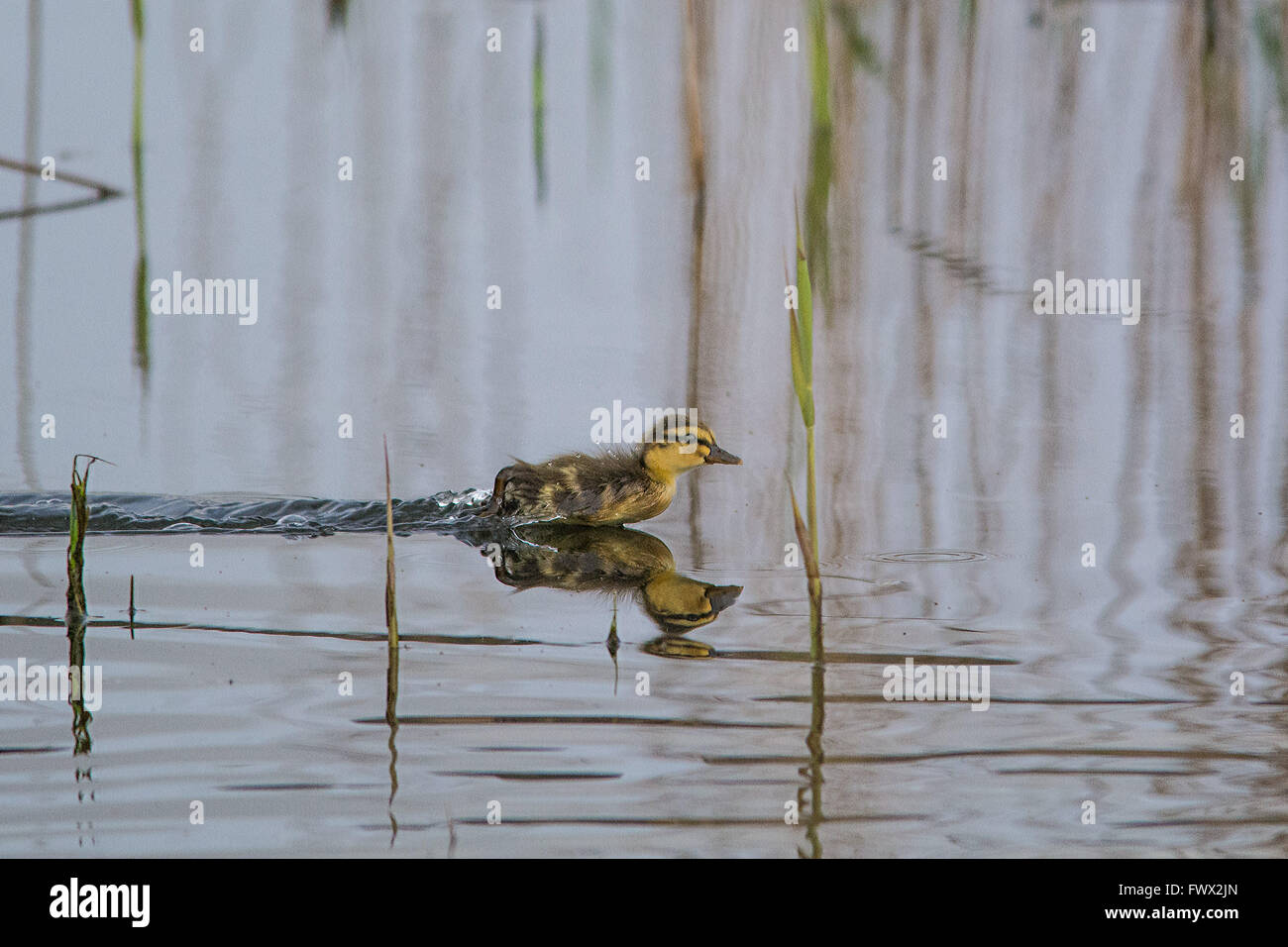 Marazion, Cornwall, UK. 8. April 2016. Eine Familie von Stockenten auf dem RSPB Reservat in Marazion Marsh. Bildnachweis: Simon Maycock/Alamy Live-Nachrichten Stockfoto
