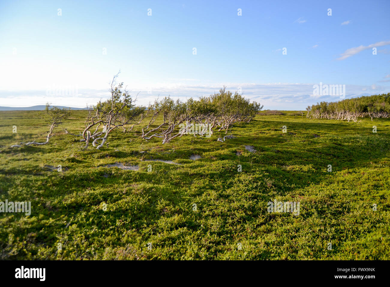 Zwerg-Birken von Te arktischen Ozean im Norden von Norwegen Stockfoto