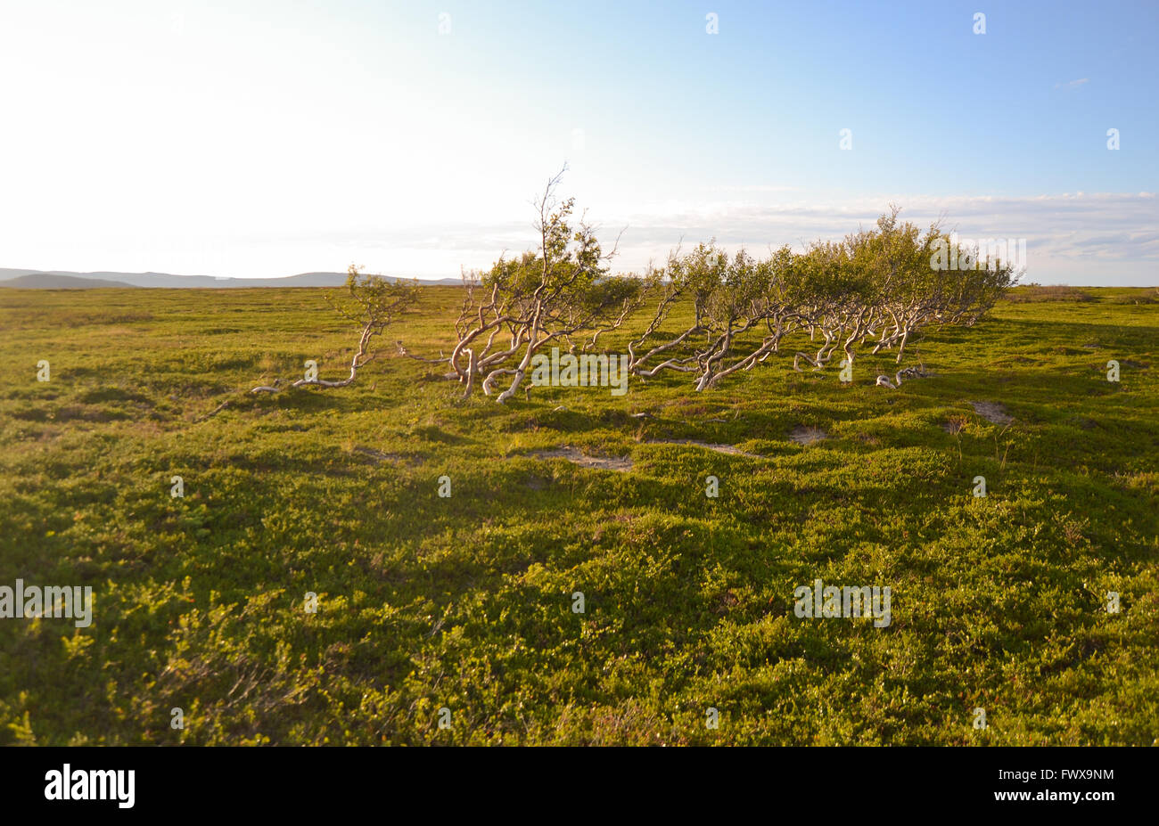 Zwerg-Birken von Te arktischen Ozean im Norden von Norwegen Stockfoto