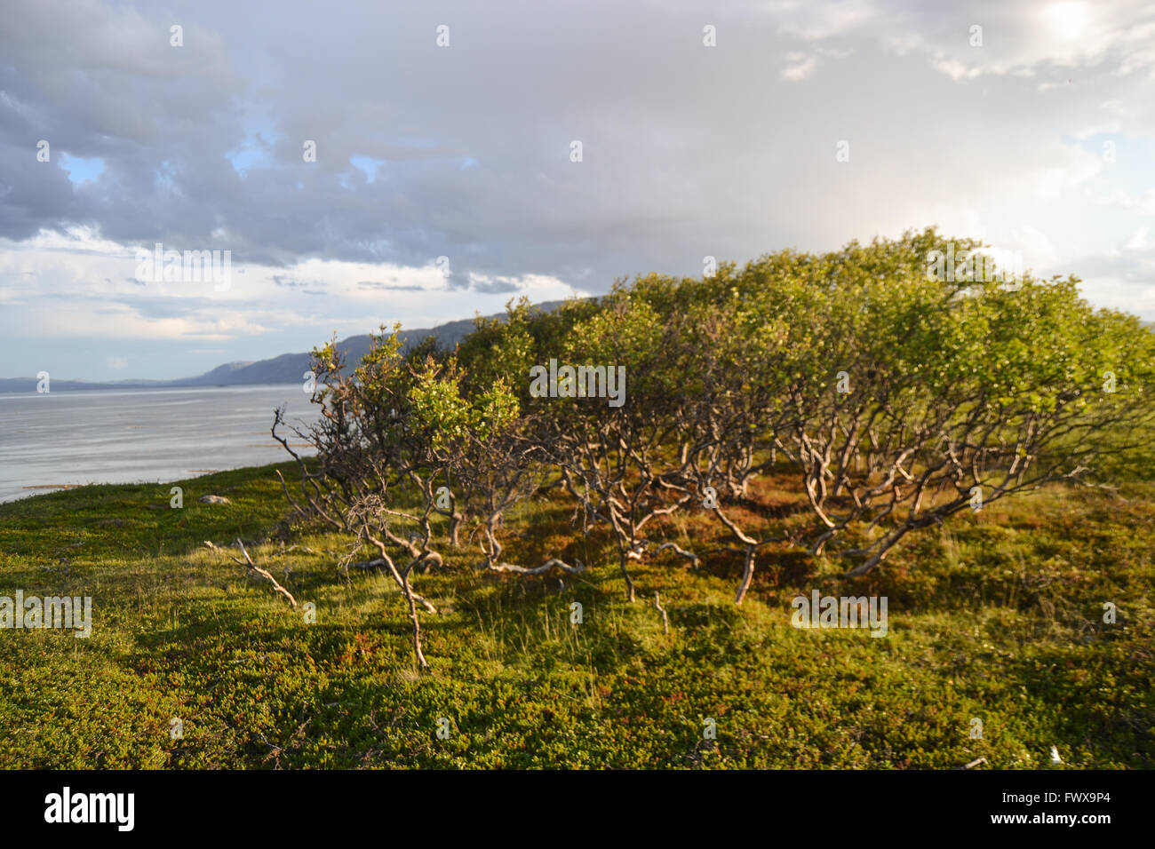 Zwerg-Birken von Te arktischen Ozean im Norden von Norwegen Stockfoto