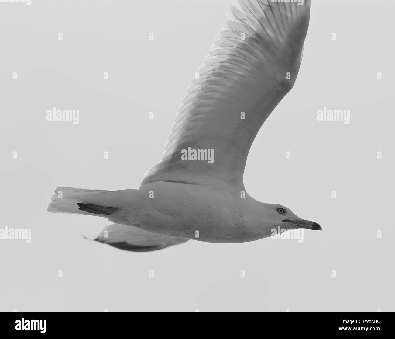 Schwarz / weiß Foto von einem fliegenden Ring-billed Möwe Stockfoto