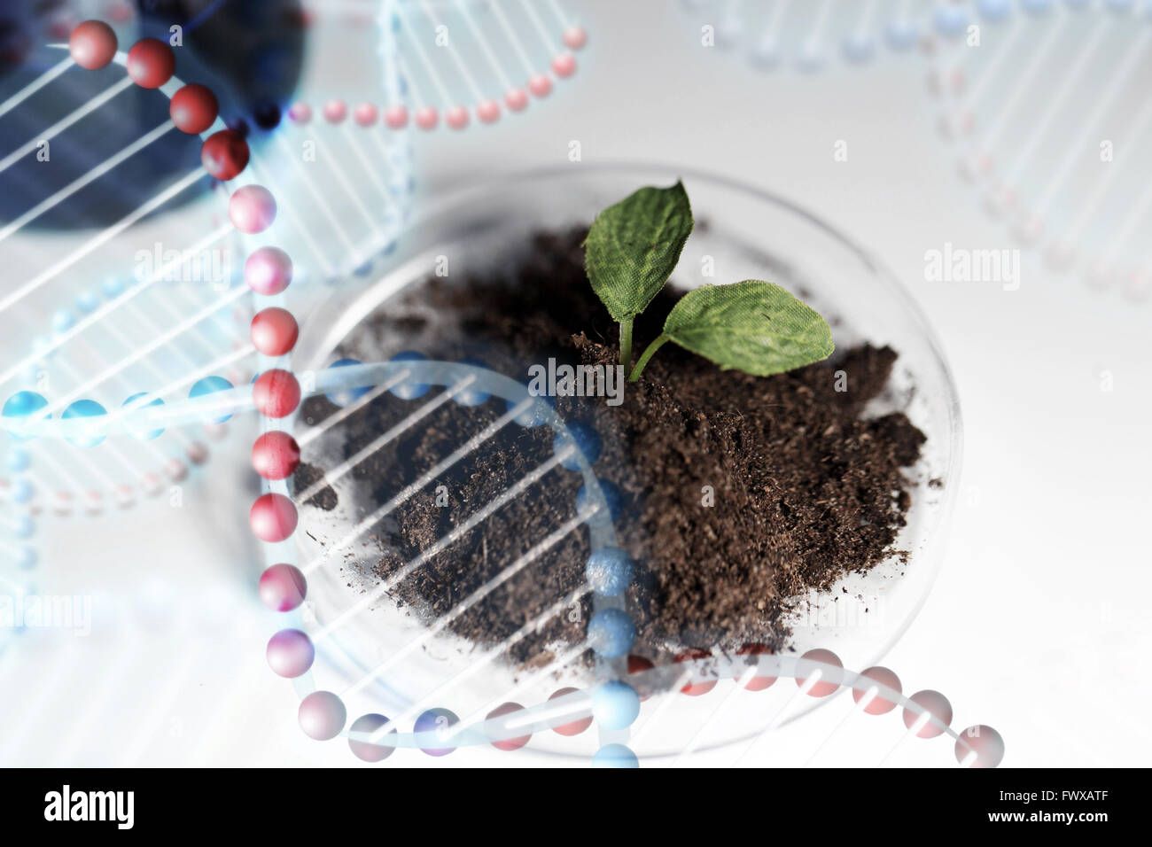Nahaufnahme von Pflanzen- und Bodenproben im Labor Stockfoto