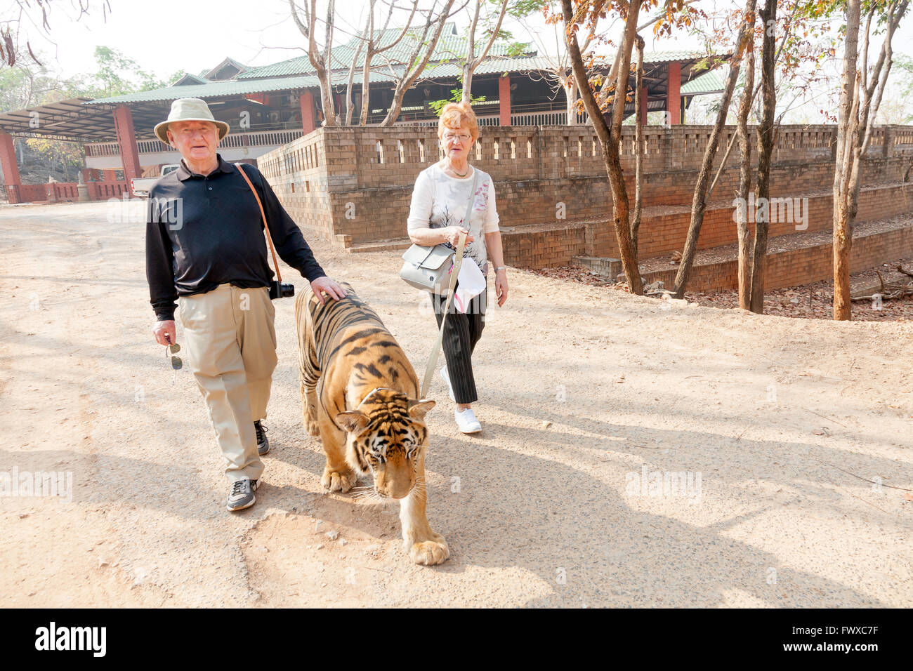 Paare, die ein Tiger durch Tempelanlagen im Tiger-Tempel im Norden Thailands, in Wat Pa Luang Ta Bowa Yannasampanno Stockfoto