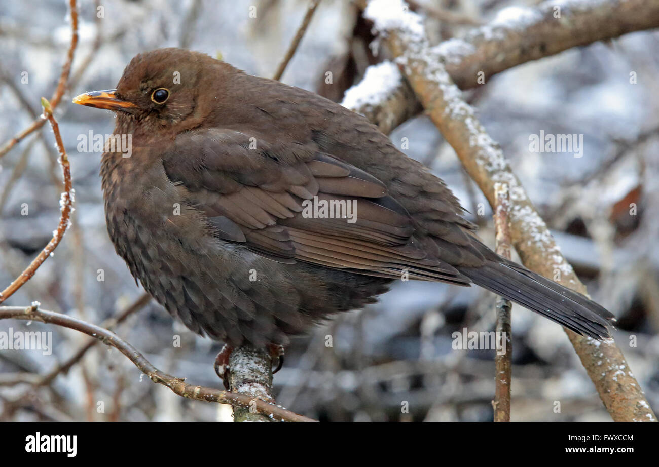 Blackbird Weibchen, die an einem kalten Wintertag auf einem frostigen Zweig sitzen Stockfoto