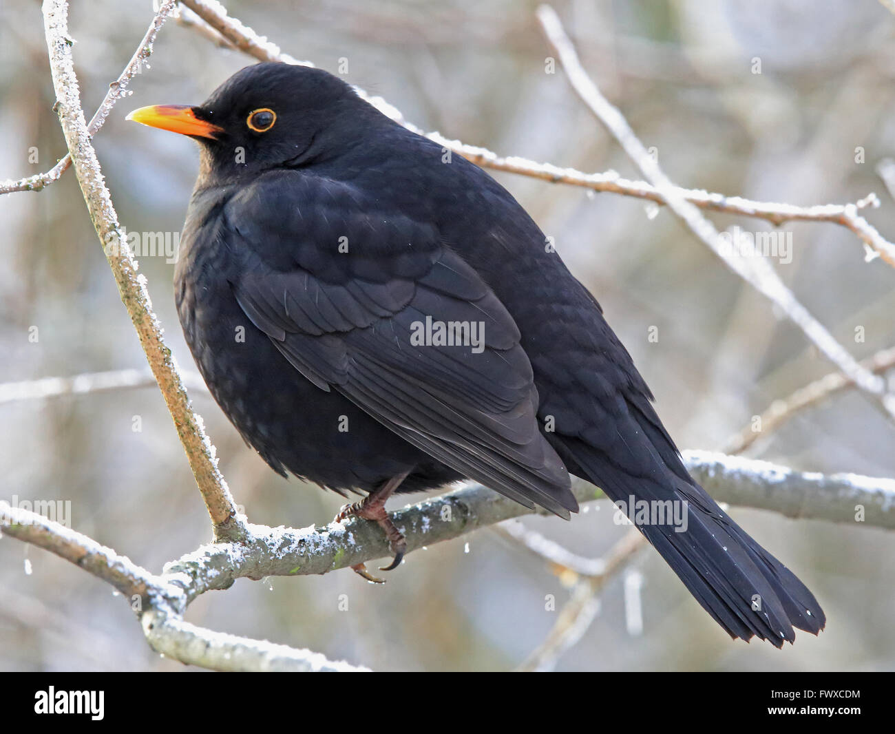 Blackbird Männchen, sitzt auf frostigen Zweig an einem kalten Wintertag Stockfoto